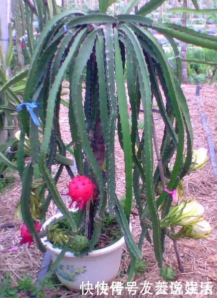 氮肥|在家也能种火龙果,7天生根发芽,好养易活结果量大,果子挂满树