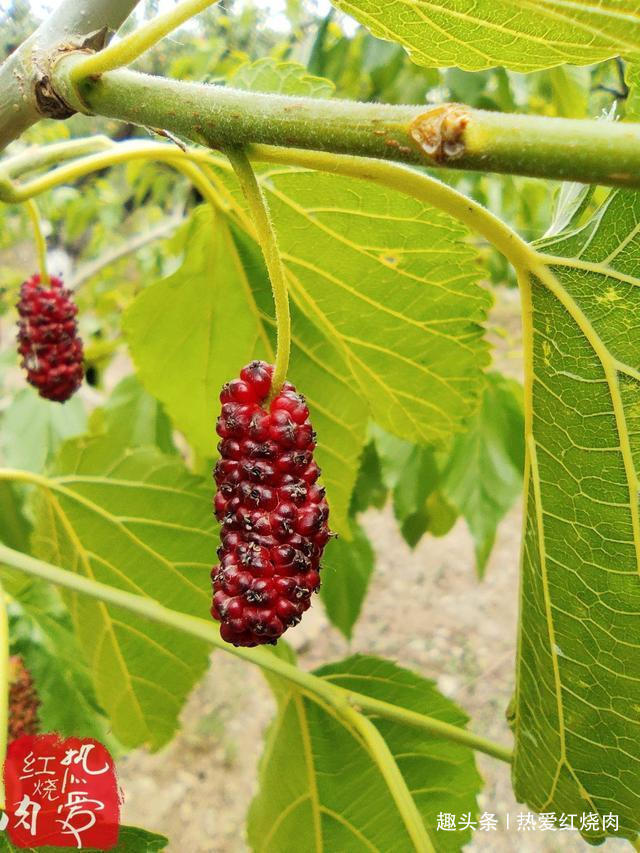  试试|桑葚好吃就是不耐存放，试试这么做更甜更好吃，放很久都不会坏