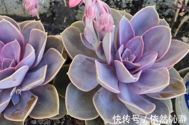 阳台党打心底里喜欢的多肉很少,紫珍珠算一个,群生老桩最漂亮