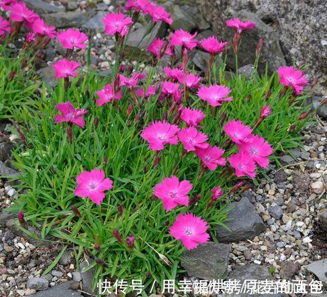 净化|此7种健康花，养家里空气清新病菌少，看看你家有吗