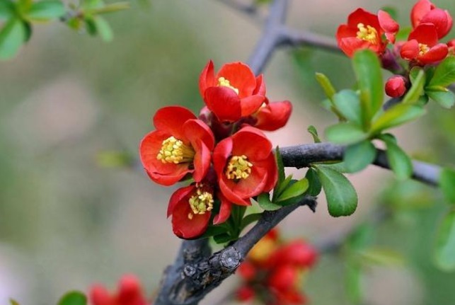 此花有着“舍身救父”的典故，怒放飘香，美得妖娆，让人赞颂！