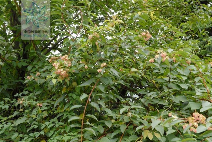 银屑病|山砒霜，见过吗？治类风湿性关节炎、红斑狼疮、银屑病