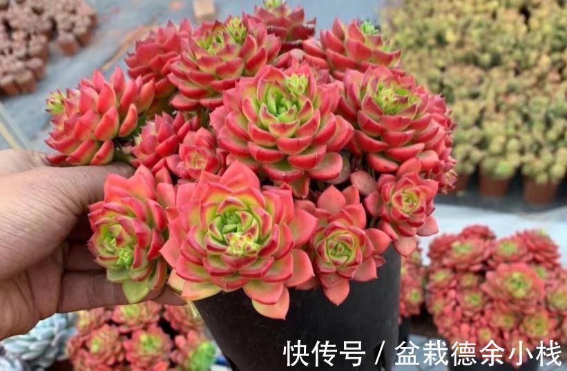 叶子|爱“脸红”的4款多肉,随便养养,晒晒太阳就红叶,美极了
