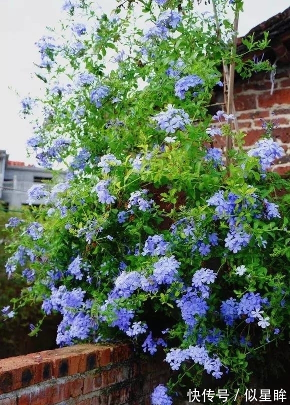 2种花不怕热,越热越开花,一开200多天,现在种1个月就开爆!