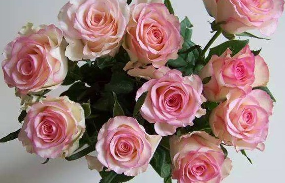 喜欢玫瑰不如养一盆“红袖玫瑰”，花语红颜知己，颜值高寓意好