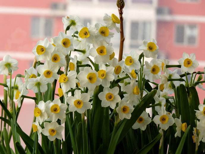 办公室不宜养的“五种”花!香气扑鼻里藏着“大秘密”