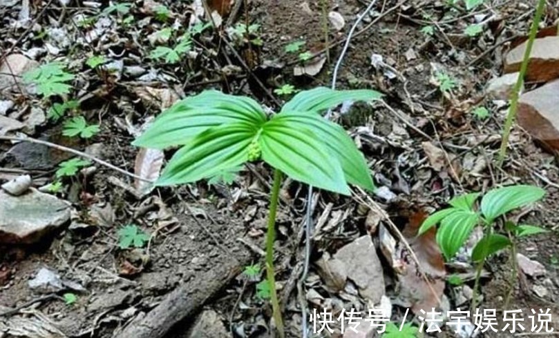 野草|农村一种草叫“鹿鞭草”,滋补效果好,男人喜欢用它泡酒喝