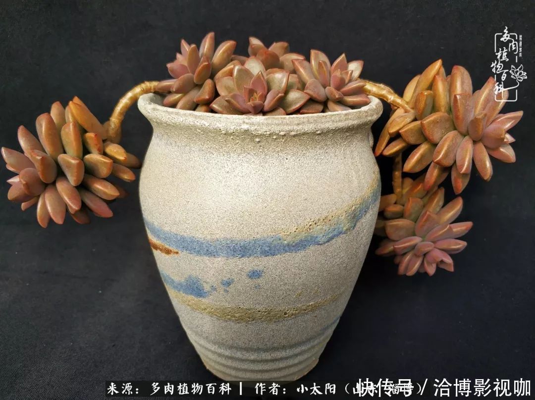 小苗|脱坑一年,最后发现自己生活里始终离不开多肉!