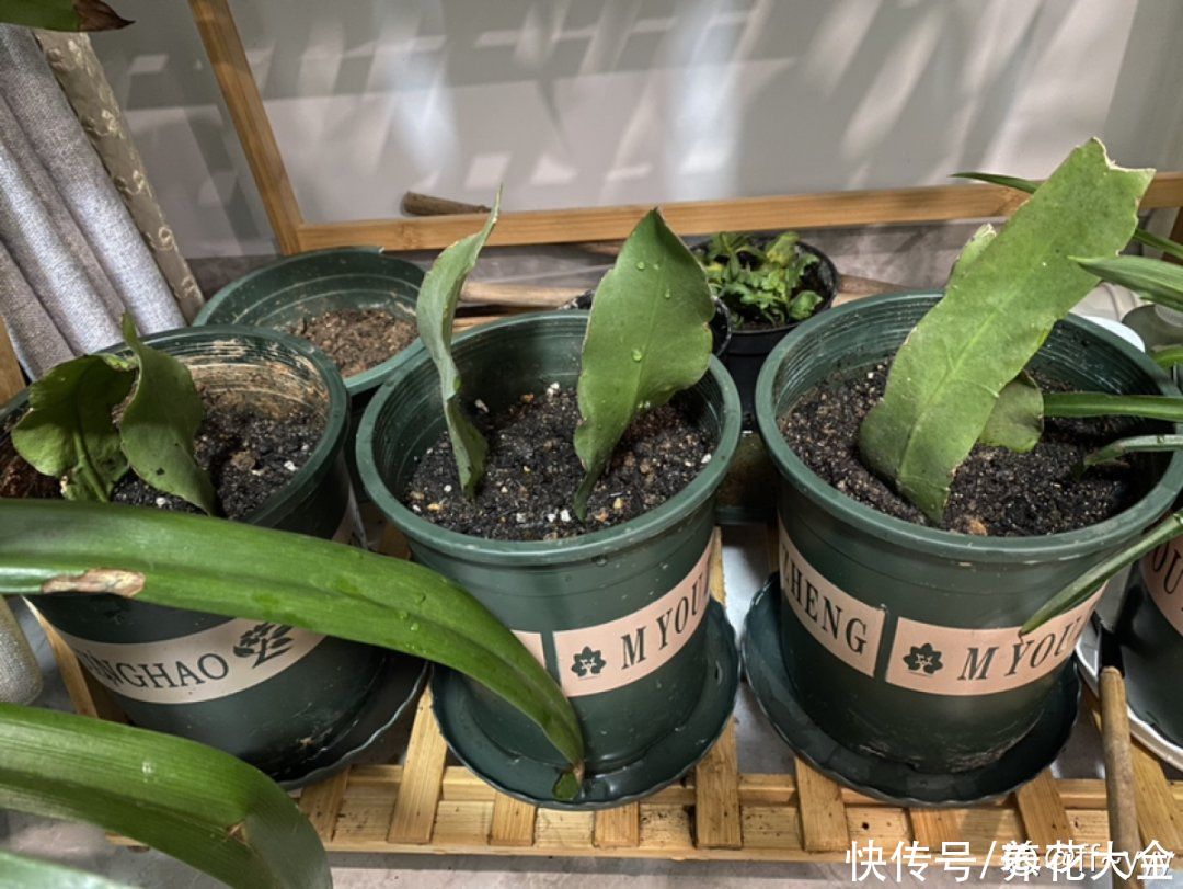 金银花|养到烦人的花，盆都不够用，扔掉还很心疼