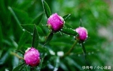 罗邺|十二首含泪写就的古诗词,妙笔生花,却很少有人读过