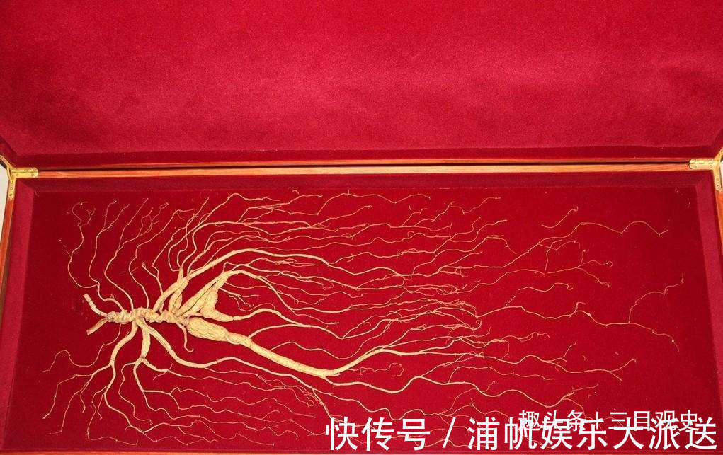 阮葵生!中国人荒唐的人参迷信与胡萝卜成分相近,为何还信了几千年