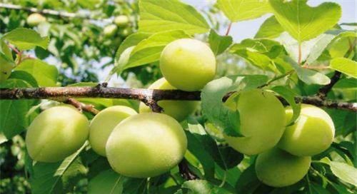 排毒养颜|女性不想变老，多吃三种食物，滋养肌肤，排毒养颜，早吃早受益