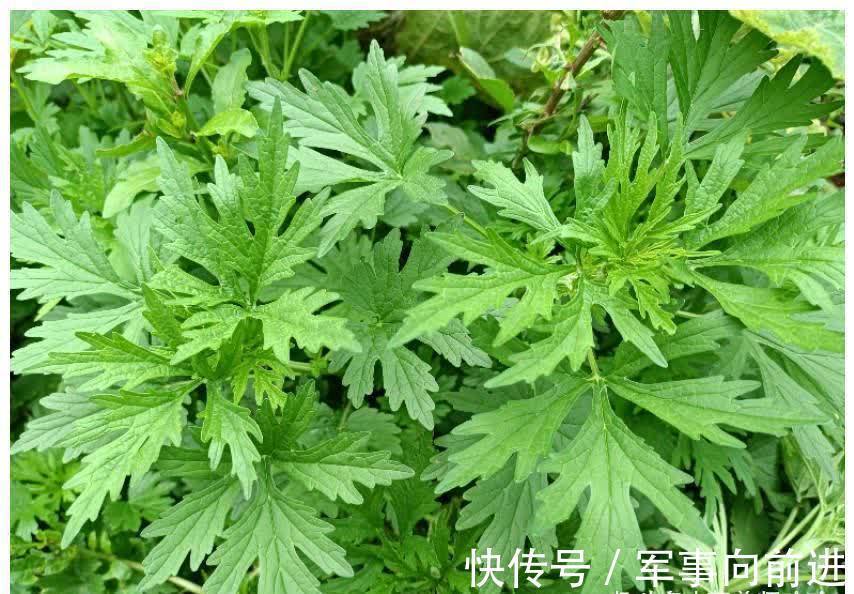 采摘|此种野菜是个宝，现在采摘正当时，活血又通经，对女性妇科有好处