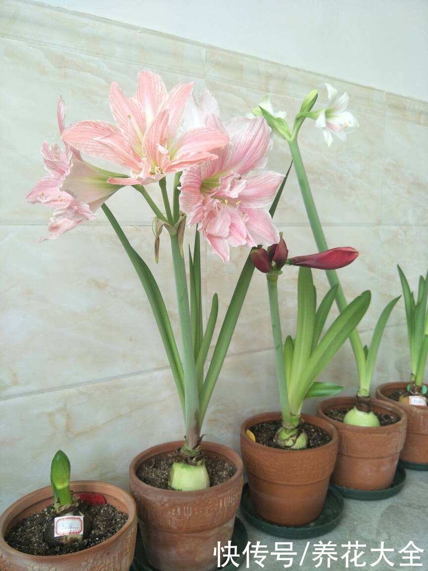 花花|养花要用小花盆,盆越小、挤着养,才能开出漂亮花