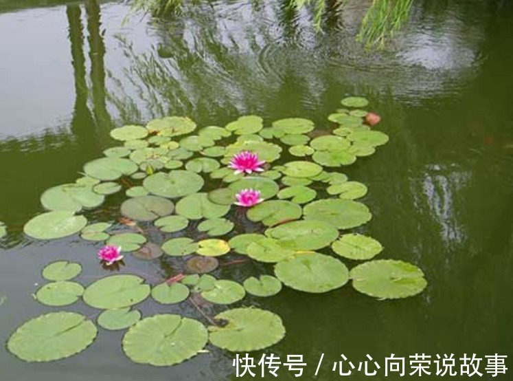 杨花&似花还似非花，苏轼的这首冷门词作，开篇朦胧凄美，结尾痛彻心扉