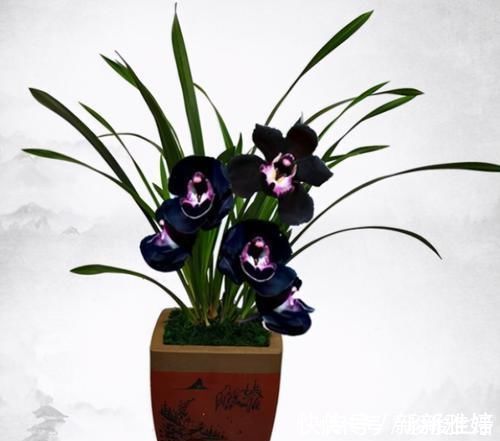 猎奇花友必备的兰花“黑雪姬”,花色神秘,花大浓香,好养易活