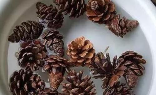 山上捡来的松塔，简单几步就能让它发芽，成了美观的小盆景