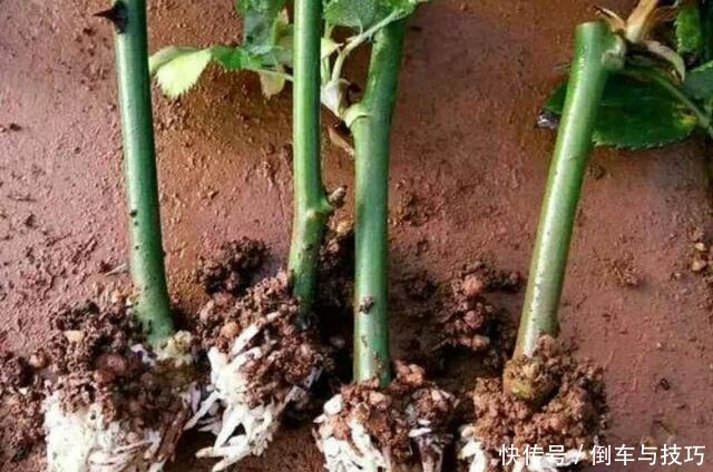 学会了这几点扦插技巧,随时随地扦插,棵棵都成活,非常简单!