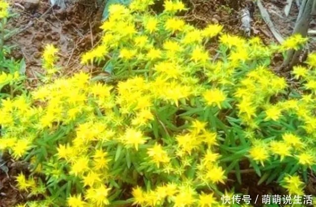 如今|农村路边的小黄花,过去无人采摘,如今很多人种植,遇见记得栽培