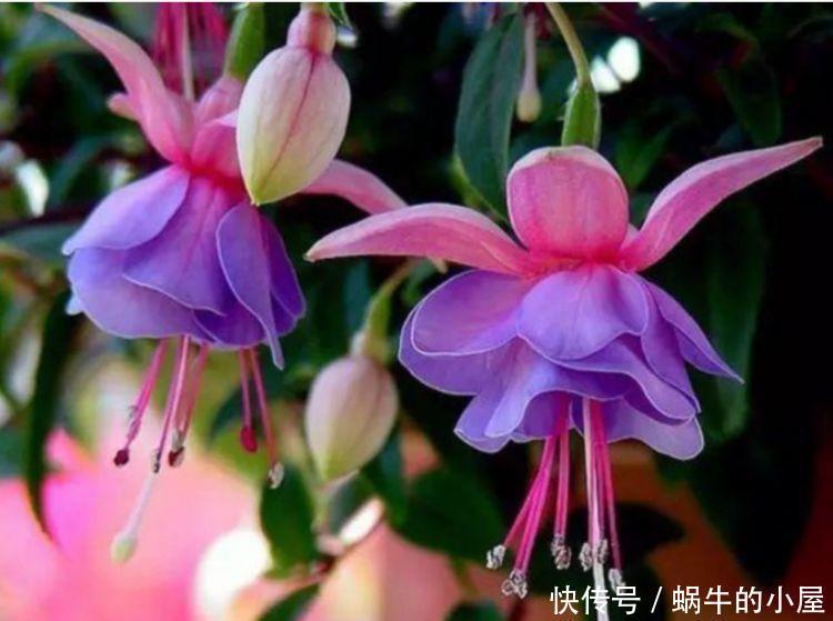 养花就养“它”,比绿萝好养,比兰花更美,花开香气满屋!