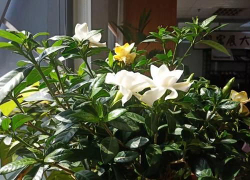 养花防治蚧壳虫，不用药该怎么办？这样干，轻松“断根”