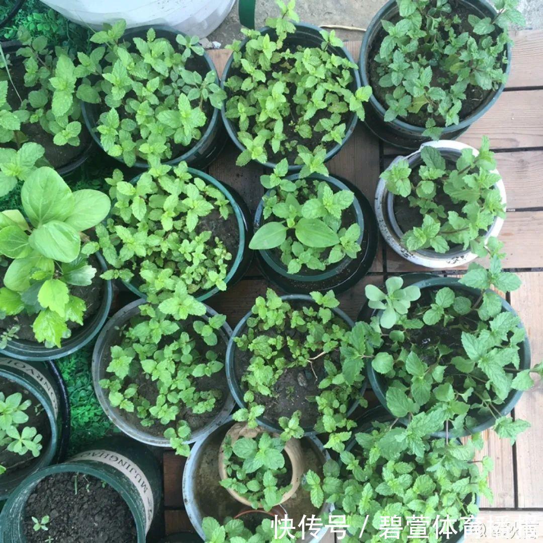 7种花插土里,立马长满院子,蚊虫不敢靠近!