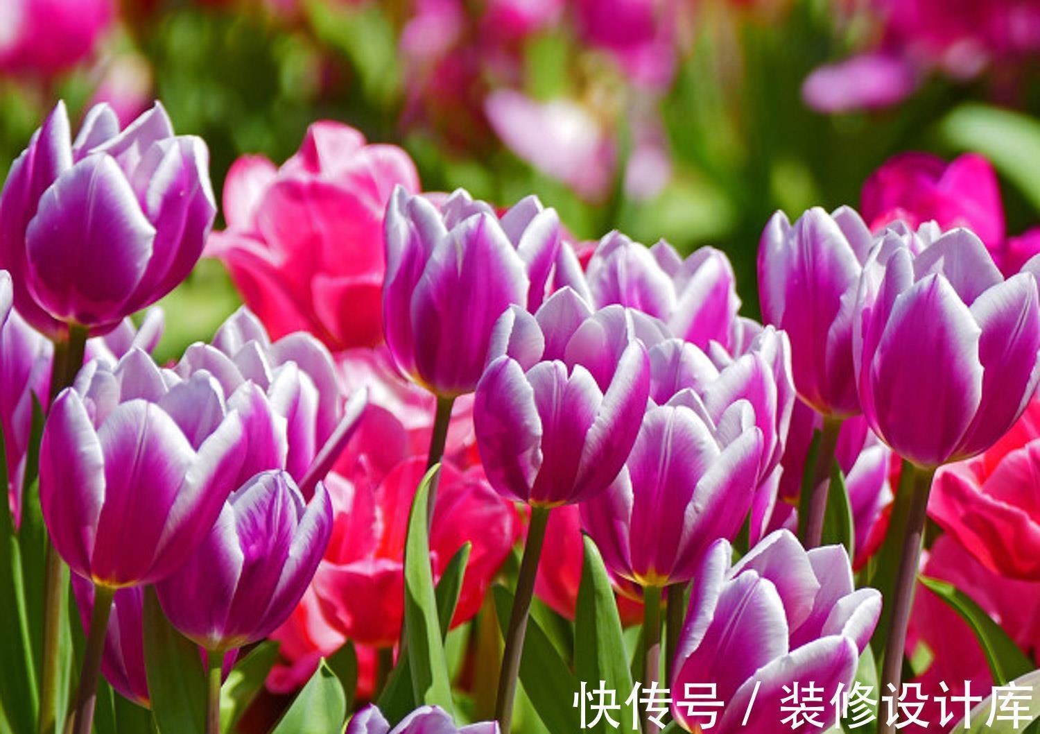 爱好者|养花,这几款,不适宜广大花卉爱好者养在家里