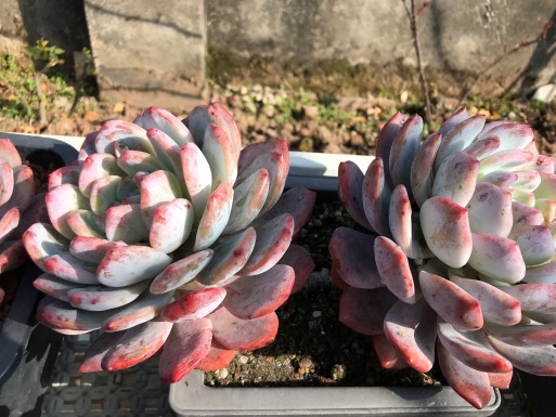 一年四季养多肉,记住浇水3句话,不烂根不化水,姹紫嫣红好状态