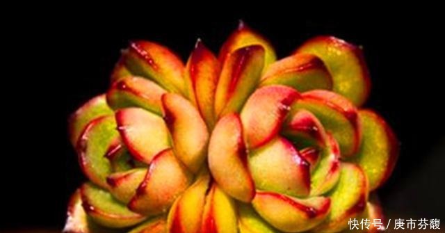 烈火|多肉宝莉安娜,养好是心中一束不灭的烈火,养不好就是路边的野菜