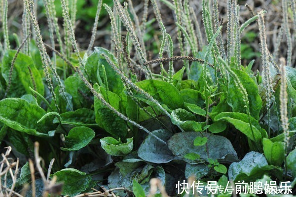 皮肤过敏|农村随处可见的车前草,不仅可以抗菌消炎,对我们还有许多好处