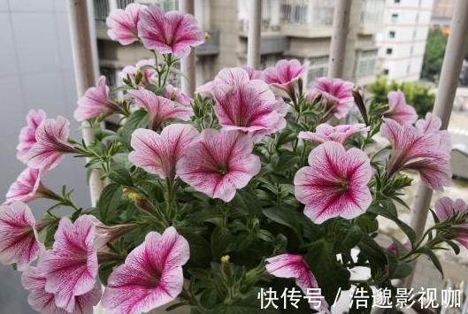 喜欢养花就扦插繁殖盆栽君子兰、矮牵牛,播种育苗十拿九稳