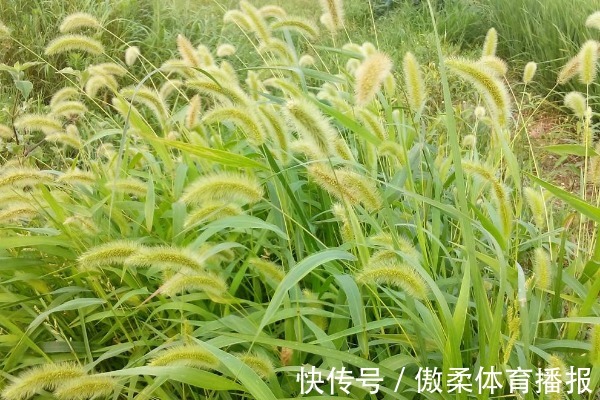 泡水|遭人嫌的狗尾巴草,泡水喝竟有4个神奇功效,男人女人都需要!