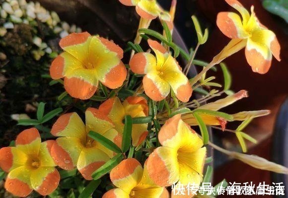 耐旱|阳台养花,就选这几种,一个月不浇水,也能打鸡血似的开满花!