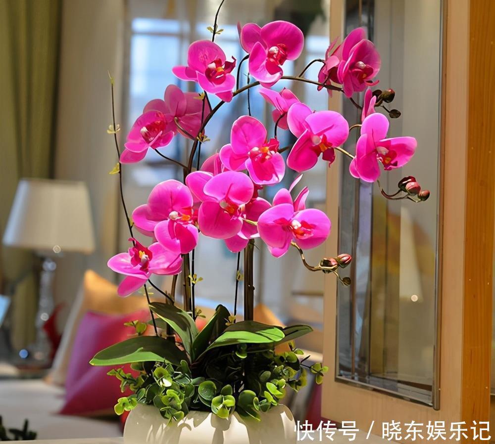 入冬后,想养3种“年宵花”建议早点买,晚了花钱多,还不合适