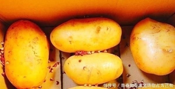 发芽|今天才知道，土豆这么保存，放一年不腐烂不发芽，不学真可惜