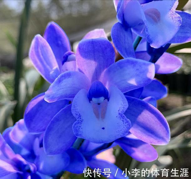 这款蓝色四季兰,突然就火了,人称最美兰花,遇见别错过