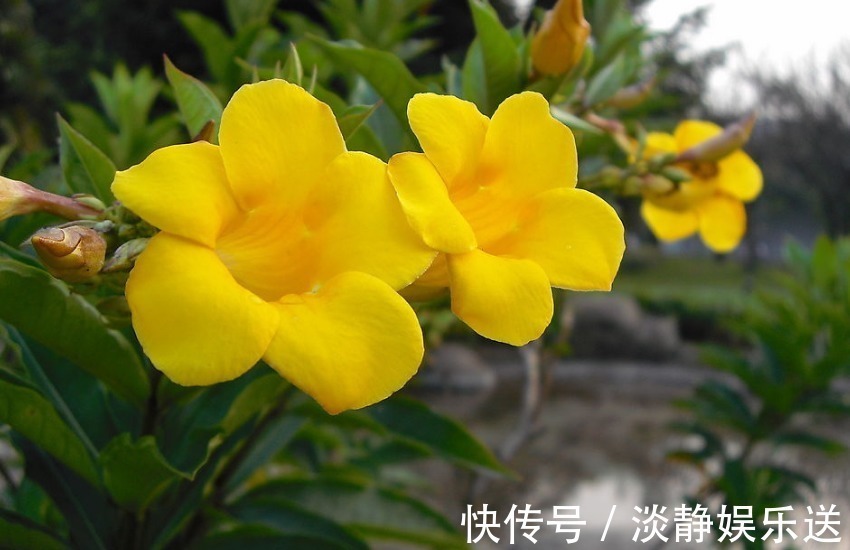 女人|今天才知道,运动裤上的两根绳,原来要这样系才正确,真是涨知识