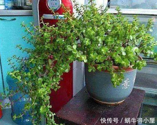 枝条|家庭养这“2种”树，3年就能成“老桩”，不仅好看，而且身价高！