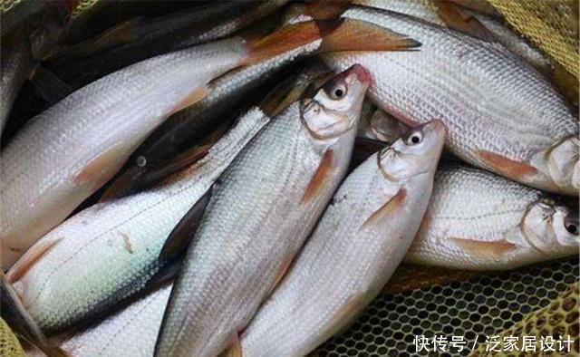 嘴巴|夏季钓黄尾鲴,调漂用“铅坠躺底”,不讲究调漂技巧,钓到鱼就行