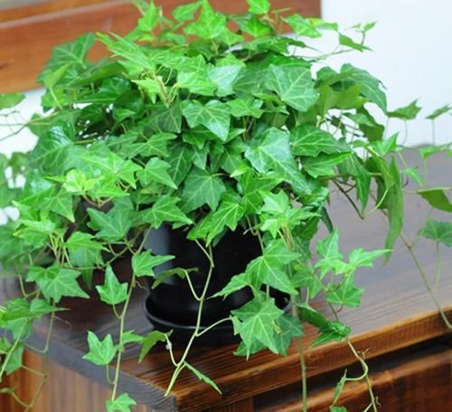  叶片|花卉出现黄叶的情况，可以给它们食用点药，轻松解决黄叶情况！