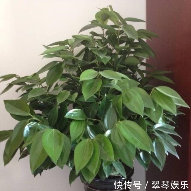 大户人家|4种花,大户人家养的多,个个四季常青寓意好