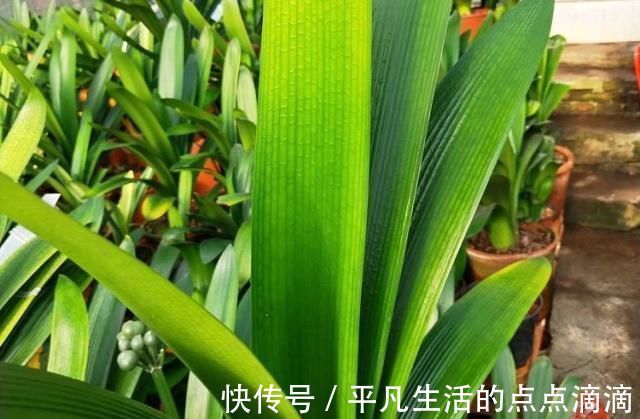 君子兰|这种“大补肥”,君子兰最爱吃了,半个月用1次,新芽抽不停