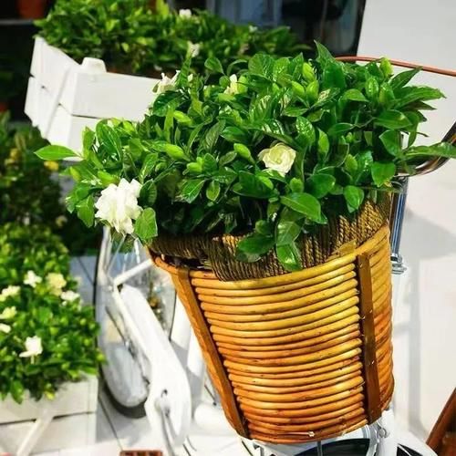 想让家里“病菌”少，就养五种植物，漂亮又好养！