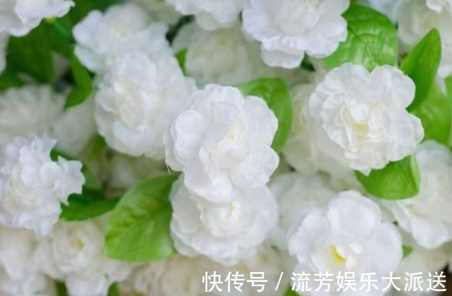 茉莉花|养栀子花、茉莉花，学会关键“1招”，不黄叶、不掉蕾，花开满枝