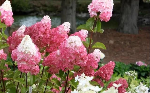 地区|几种很耐热耐晒的开花植物，寒冷地区可露地栽种，花量多，花期长