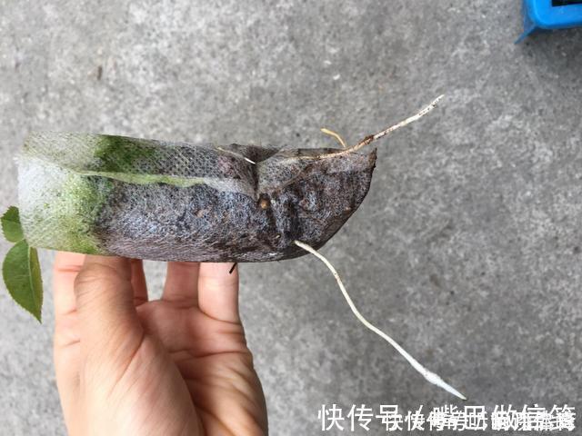 生根|扦插月季不生根？用这捂一捂，过几天“冒白根”，变成月季大户