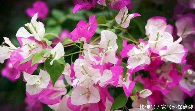 4种花美的出奇,惹人喜爱,花开美观又大气