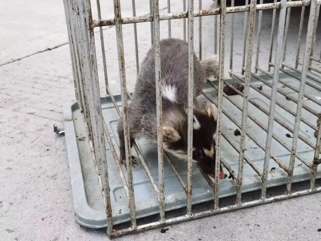 村民家惊现“奇异动物”，似猪非猪，似鼠非鼠（又像猪又像鼠的生肖）