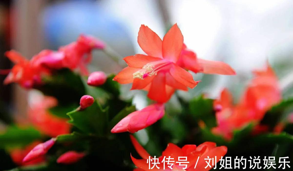 4种漂亮花冬季开,做年宵花很美,养一盆在家里,都温馨浪漫