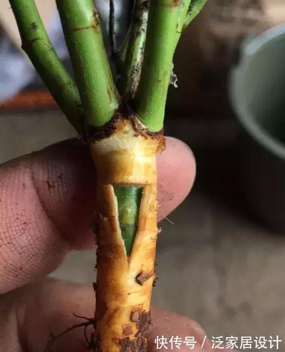 养月季,学会这个小动作,月季轻松长成树,花开满枝